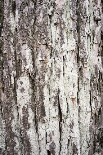 Fototapeta Naklejka Na Ścianę i Meble -  The bark of an old tree for background