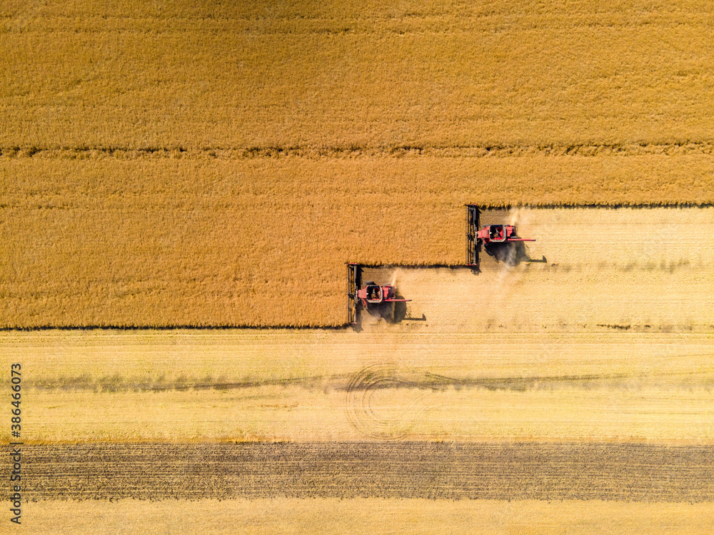 Combines Harvesting Wheat Field on Autumn Day in North Dakota. - obrazy, fototapety, plakaty 