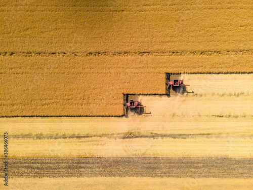 Combines Harvesting Wheat Field on Autumn Day in North Dakota.