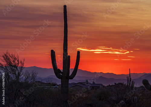 Lone Cactus At Sunset Time In Phoenix AZ Area © Ray Redstone