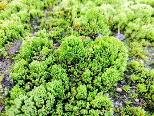 Background of bright green moss on the edge of the asphalt.