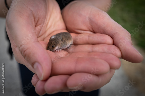 A small in the hands of a girl