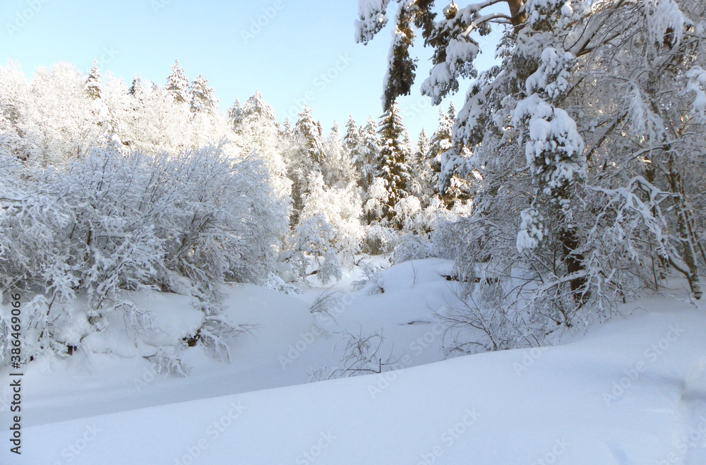 Obraz premium winter forest