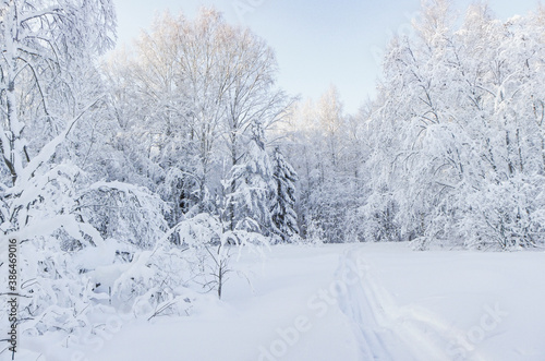 snow covered trees © Irina