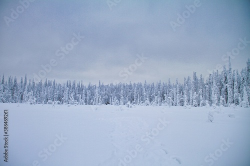 Snowed landscape forest Finland