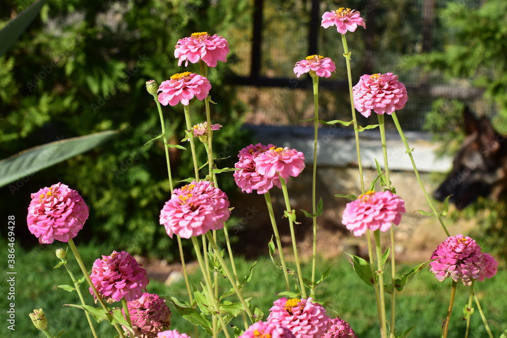 Fototapeta premium flowers in the garden