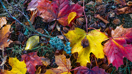 Tablou pe pânză Top view from many colorful fallen autumn leaves / maple foliage and beechnut, i