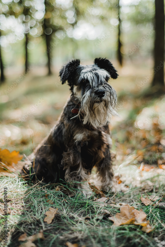 A black dog miniature schnauzer in the autumn park with Yellow orange leaves. A black dog miniature schnauzer in the autumn park with Yellow orange leaves.