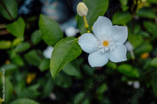 Fototapeta Naklejka Na Ścianę i Meble -  White flower blooming 