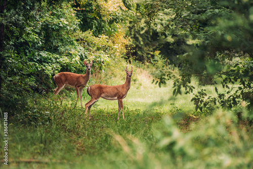 Two deer crossing a path