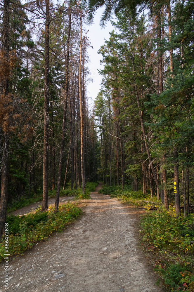 Forest and Hiking Trail near the Fifth Bridge Forest and Hiking Trail near the Fifth Bridge