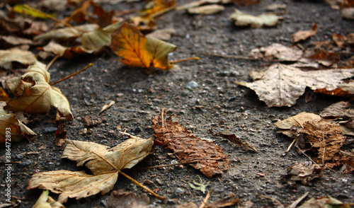 Faded orange fallen leaves cover on a grey textured asphalt sidewalk. Sunny afternoon. October.