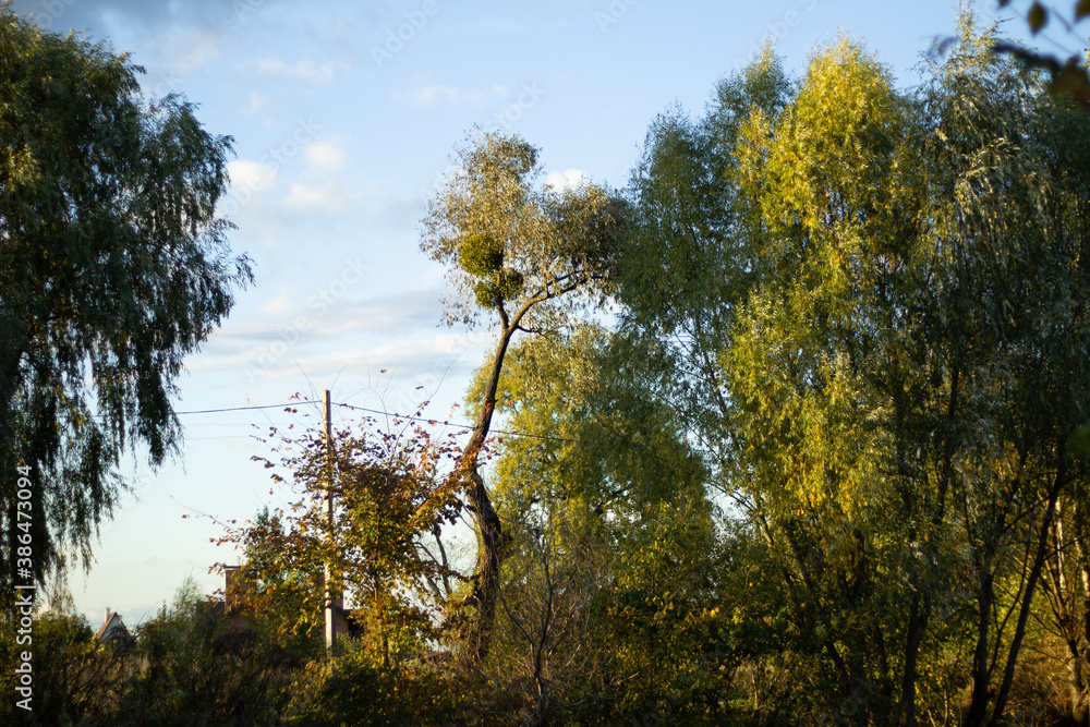 Obraz premium sunset in the woods