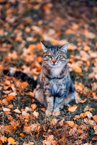 autumn portrait beautiful striped cat sitting in the garden among the bright fallen leaves