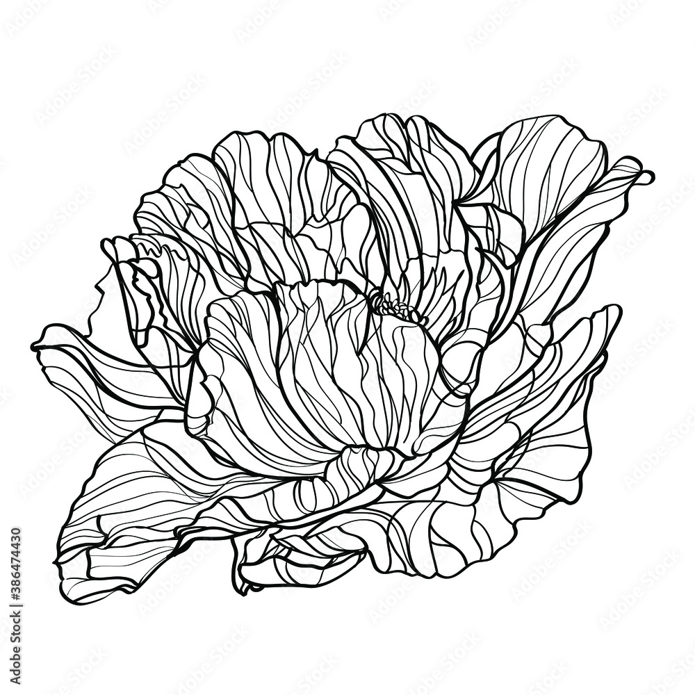 Obraz premium Peony vector illustration. Black and white floral vector illustration of a peony