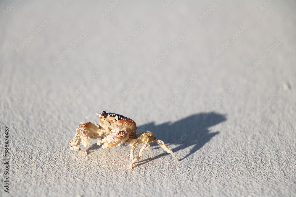 Fototapeta premium Orange crab running around on a tropical beach in Cuba
