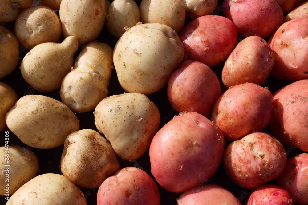 Fresh potato crop in full screen. White and red potato variety Fresh potato crop in full screen. White and red potato variety