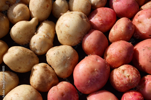 Fresh potato crop in full screen. White and red potato variety