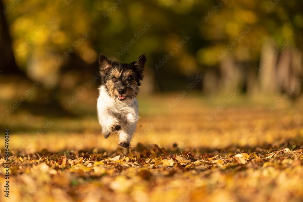 Fototapeta premium Cute Purebred Jack Russell Terrier. Little cute dog is running in the woods on a path in the autumn leaves