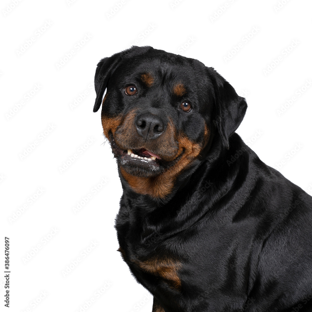 Portrait of an adult rottweiler dog isolated on a white background