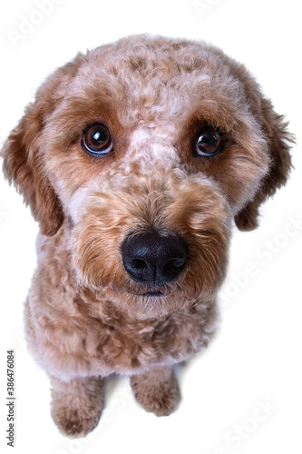 Un cachorro de mini golden doodle mira hacia la cámara con cara de yo no fui	 photo