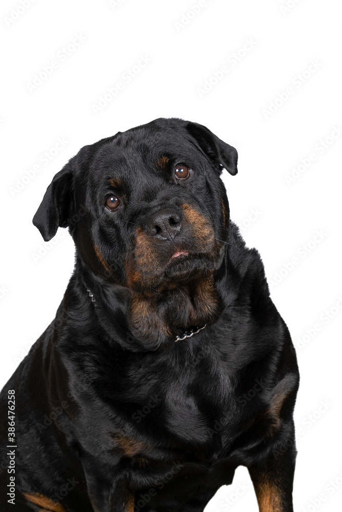 Portrait of an adult rottweiler dog isolated on a white background