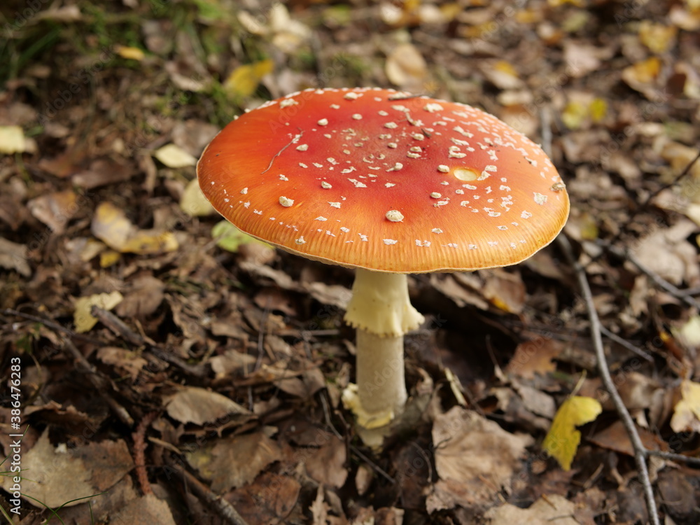 Fliegenpilz Fliegenpilz
