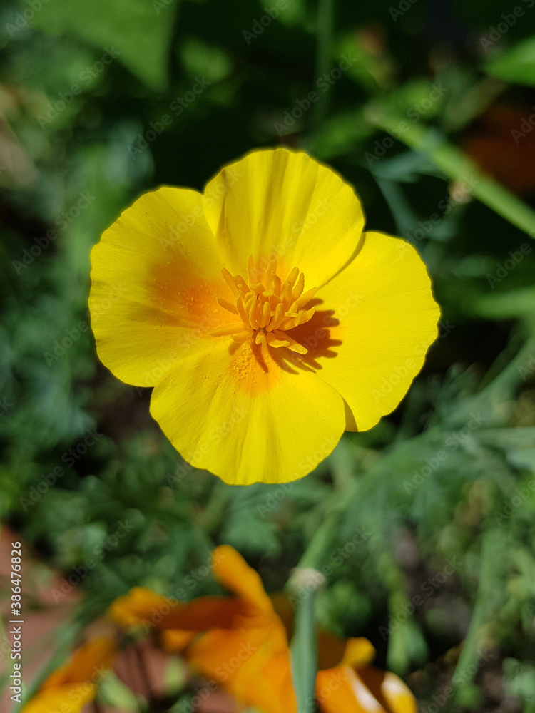 California gold poppy also California sunlight (in german Kalifornischer Mohn, Eschscholtzie, also Gottesaugen) Eschscholzia californica California gold poppy also California sunlight (in german Kalifornischer Mohn, Eschscholtzie, also Gottesaugen) Eschscholzia californica