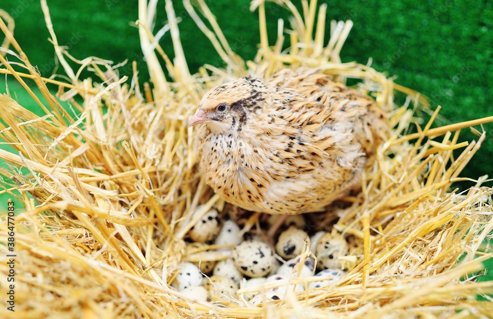 a domestic quail sits in a nest and hatches quail eggs.Poultry farm, agriculture a domestic quail sits in a nest and hatches quail eggs.Poultry farm, agriculture