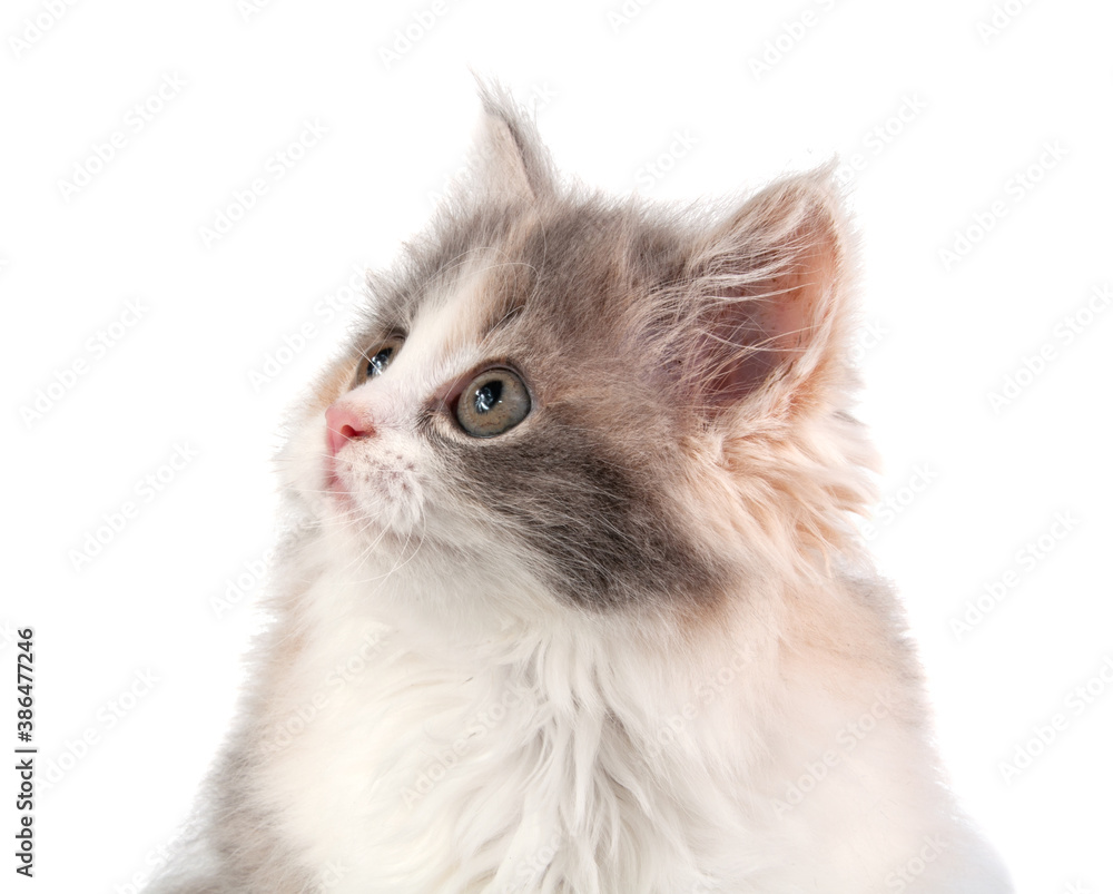 Cute fluffy kitten different bright color on the white
