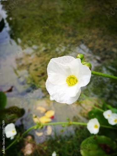 flowers in water photo
