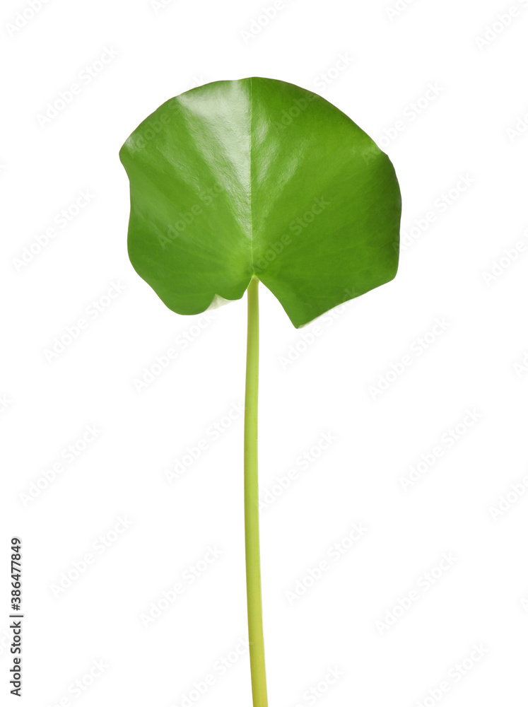 Beautiful green lotus leaf isolated on white