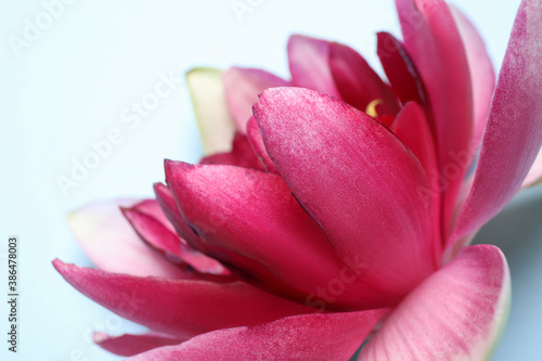 Beautiful blooming pink lotus flower on light blue background  closeup