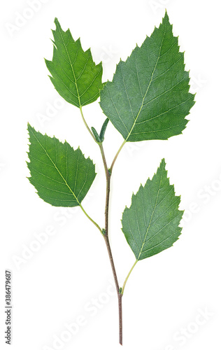 Isolated image of birch branch with leaves and catkins on a white background. Young spring leaves.