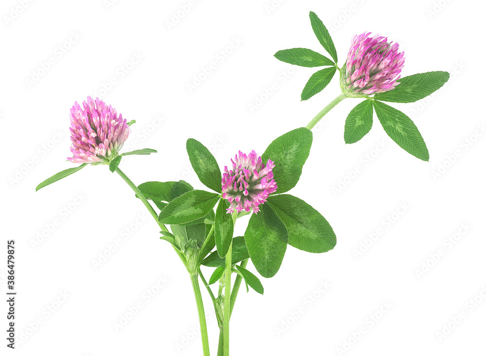 Bouquet of fresh clover flowers isolated on a white background. Fresh horse clover flowers. Trefoil flower. Medicinal herbs.