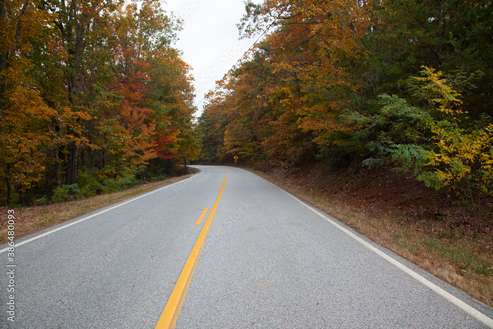 Road through the Autumn woods