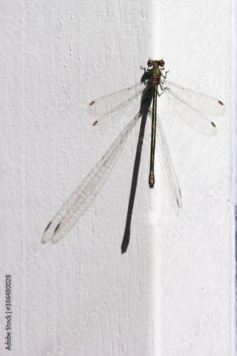 Willow emerald damselfly - Chalcolestes viridis - green metalic damselfly with a dot on his wings sitting on a window ledge photo