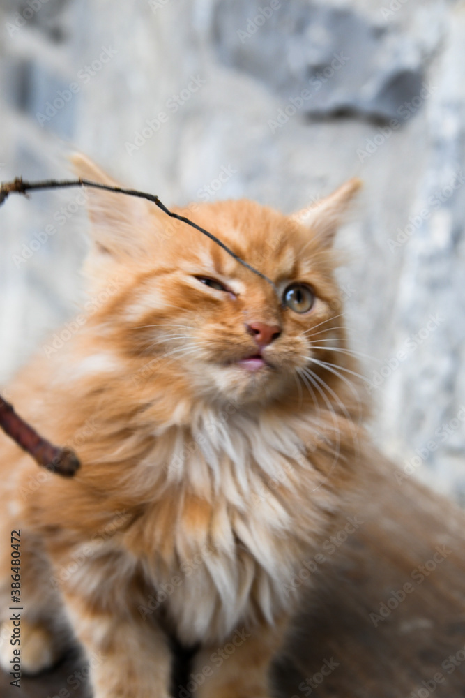 Kitten Cat Playful Closeup macro Kitten Cat Playful Closeup macro