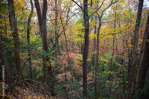 Colorful Fall trees outdoors