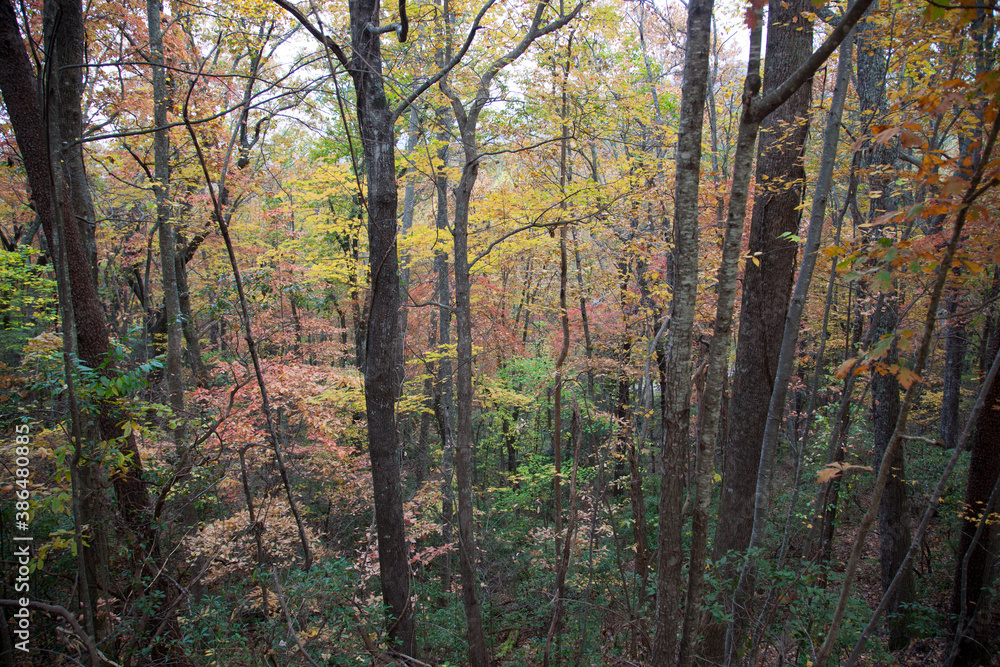 Fototapeta premium Colorful Fall trees outdoors