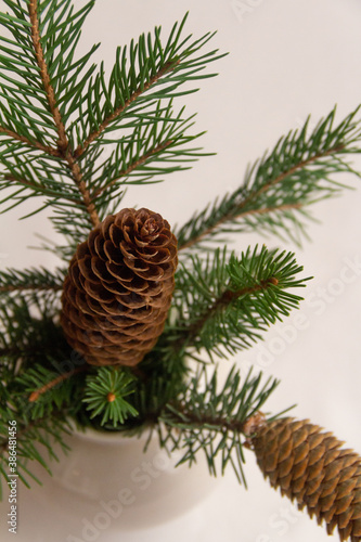 Fir branch with a cone in a vase on a white background