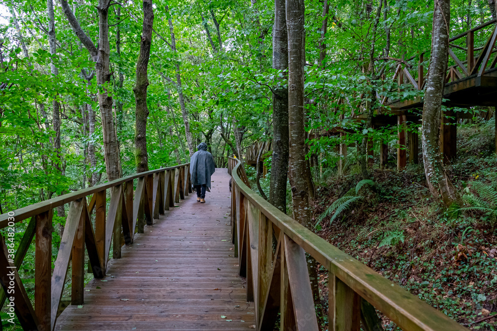 Man walking through the Natural Monument of the Secuoyas of Monte Cabezón. Cantabria. Spain Man walking through the Natural Monument of the Secuoyas of Monte Cabezón. Cantabria. Spain