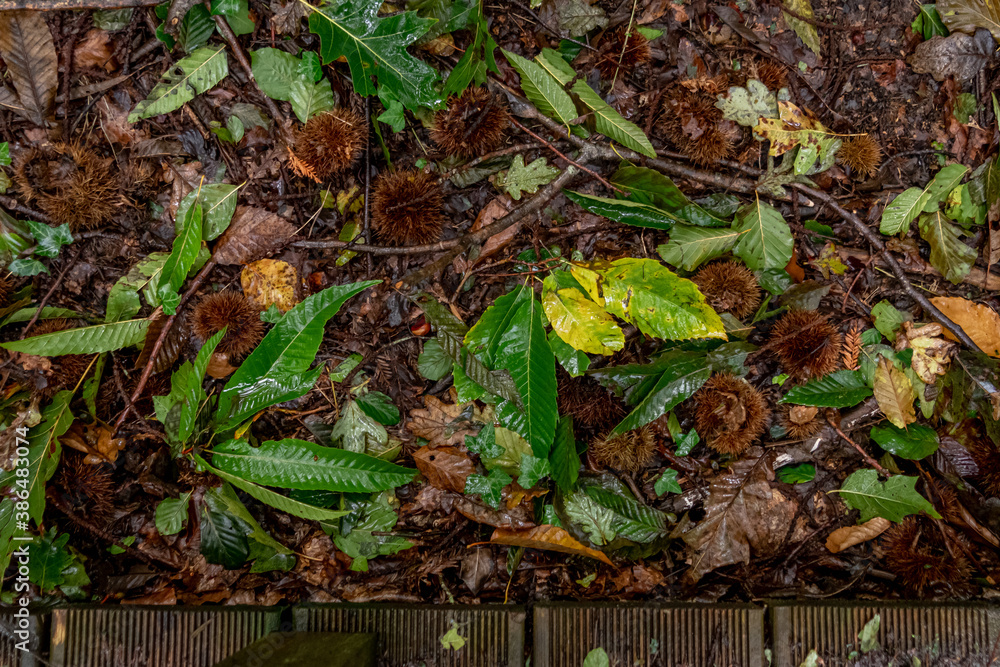 Fototapeta premium Soil of leaves and chestnuts in the Natural Monument of the Secuoyas of Monte Cabezón. Cantabria. Spain