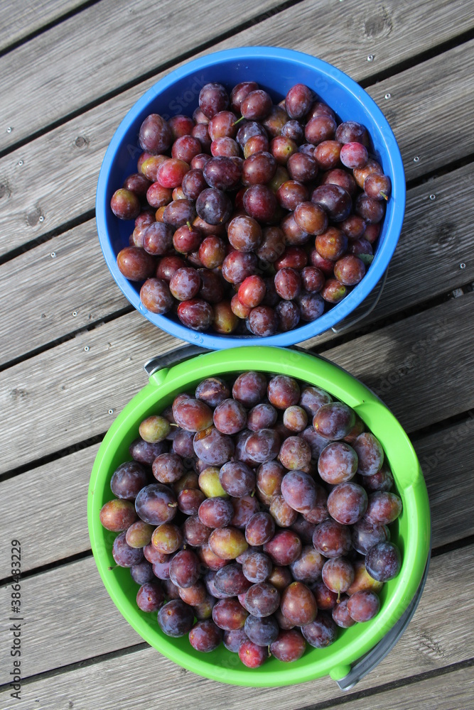ripe plums in buckets after harvest ripe plums in buckets after harvest