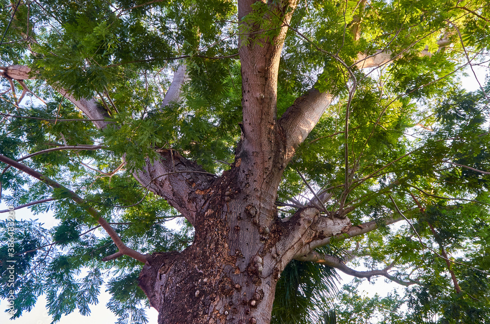 Fototapeta premium arbol grande