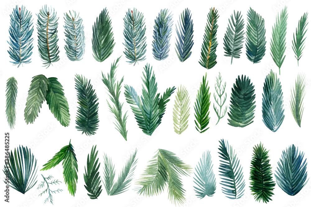 Set of green spruce branches on white background, watercolor botanical illustration Set of green spruce branches on white background, watercolor botanical illustration