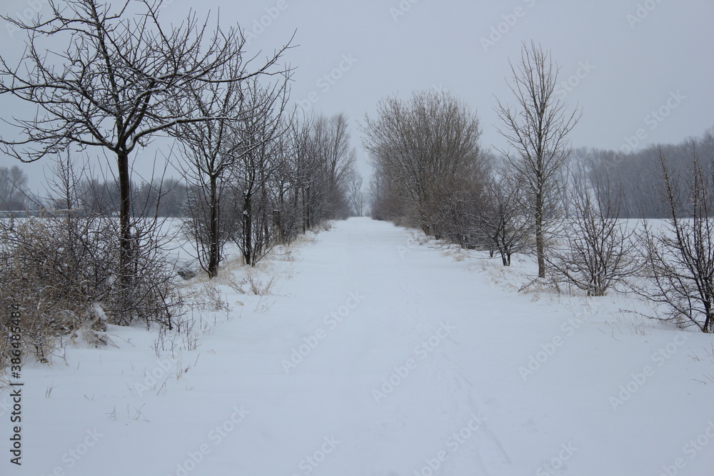 Fototapeta premium snow white winter landscape under grey sky with several trees