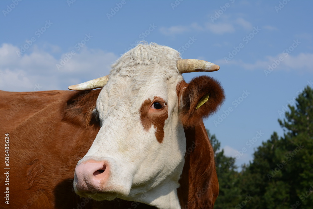 Portrait of cow in the pasture