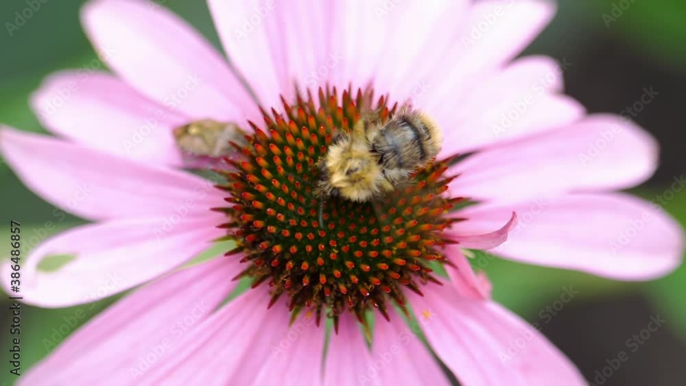 Bumblebee on a Echinacea flower Bumblebee on a Echinacea flower