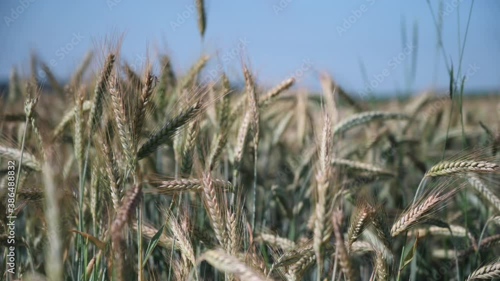 Wheat ears in a field on a sunny day close up Wheat ears in a field on a sunny day close up